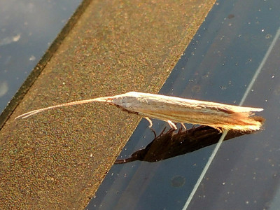 Kokermot