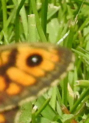 RSCN5052.JPG