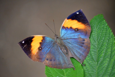 Oranje eikenblad