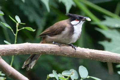 Roodoorbuulbuul