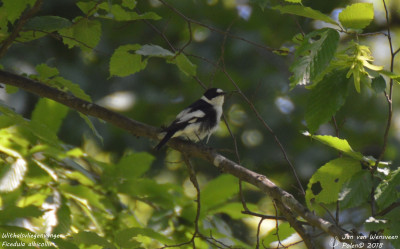 Withalsvliegenvanger - Ficedula albicollis - Bialowieza - Polen