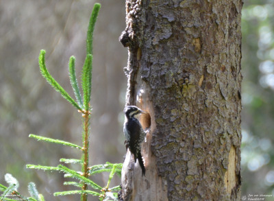 Drieteenspecht - Picoides tridactylus - Bialowieza - Polen