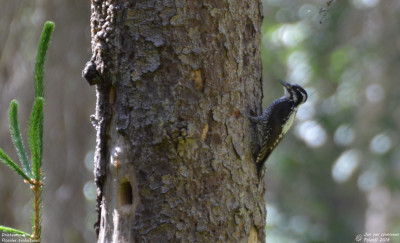 Drieteenspecht - Picoides tridactylus - Bialowieza - Polen