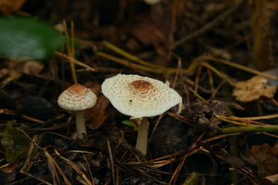 sized_Stinkparasol.JPG