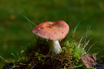 sized_schotelrussula.JPG