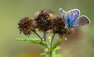 Icarus blauwtje     Onderste Caumer Heerlen    september 2019