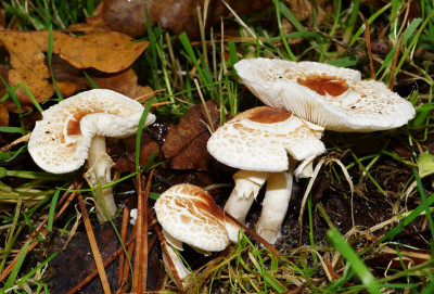 DSC02897.JPG