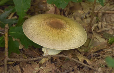 sized_Reuzen champignon.JPG