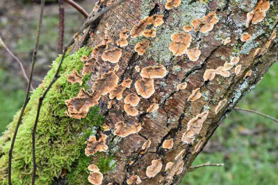 sized_Gerimpelde korstzwam.JPG
