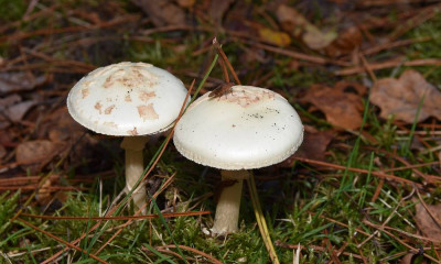 sized_Gele knolamaniet (2).JPG