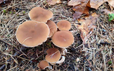 sized_botercollybia.JPG