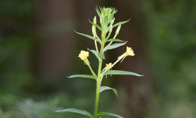 sized_Zand teunisbloem.JPG