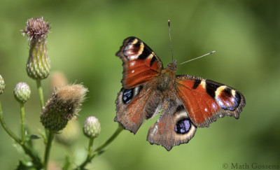 Dagpauwoog    Heerlerbaan    juli 2020