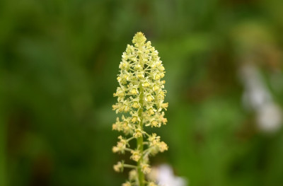 sized_wilde reseda.JPG