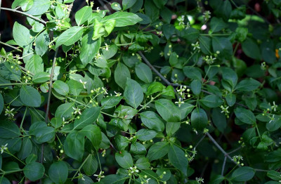 sized_Wilde kardinaalsmuts.JPG
