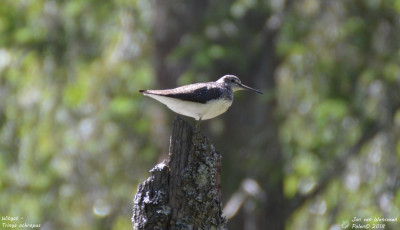 Witgat - Tringa ochropus - Bialowieza - Polen