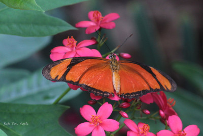 Dryas iulia (6).JPG