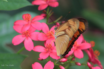 Dryas iulia (7).JPG
