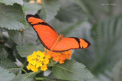 Dryas iulia (9).JPG