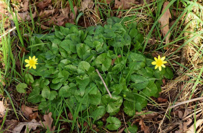sized_Speenkruid Rammelaars 09.04.2018.JPG