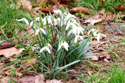 sized_sneeuwklokje (2).JPG