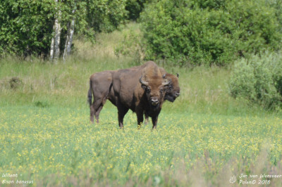 Wisent - Bison bonasus - Bialowieza - Polen
