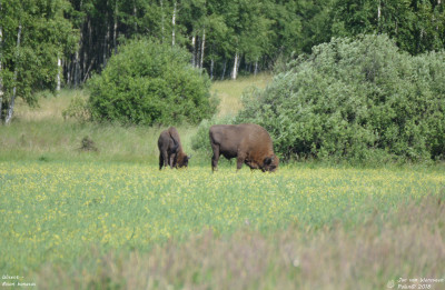 Wisent - Bison bonasus - Bialowieza - Polen