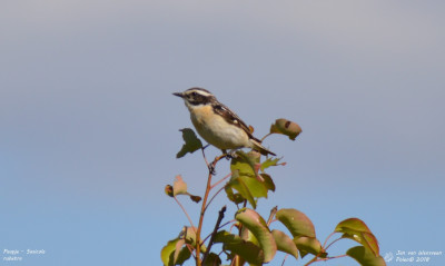 Paapje - Saxicola rubetra - Bialowieza - Polen.