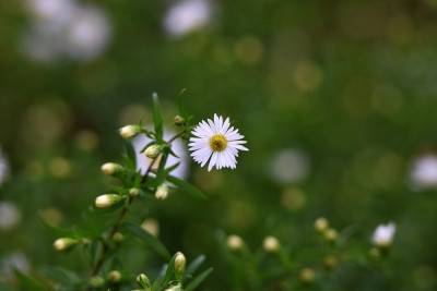 sized_smalle aster.JPG