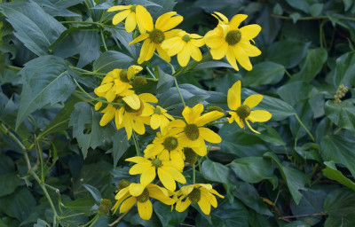 sized_slibbladige rudbeckia.JPG
