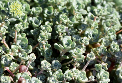 sized_sedum spathulifolium.JPG