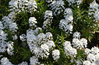 sized_Scheefbloem.JPG