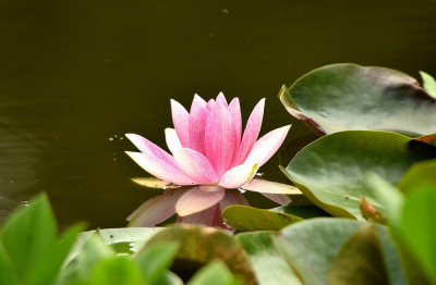 sized_roze waterlelie.JPG