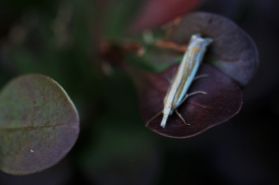 IMG_9898-2b Zilverstreepgrasmot (Crambus pascuella).jpg