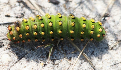 IMG_2201-2 Nachtpauwoog - Saturnia pavonia rups.jpg