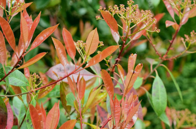 sized_Photinia.JPG