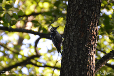 Witrugspecht - Dendrocopos leucotos - Bialowieza - Polen