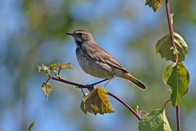 Blauwborst ♀