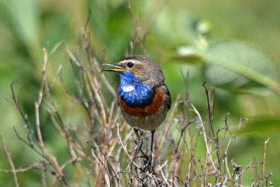 Blauwborst ♂