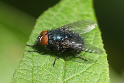 Protocalliphora azurea
