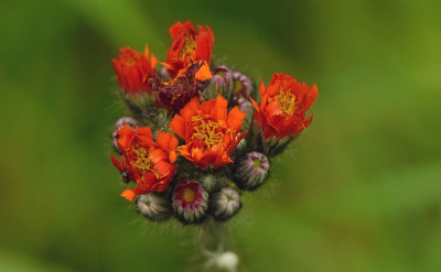 sized_oranje havikskruid.JPG