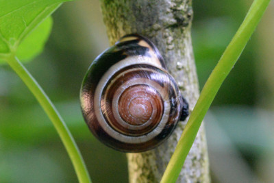 Zwartgerande tuinslak