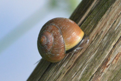 Zwartgerande tuinslak