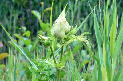 sized_Moesdistel.JPG