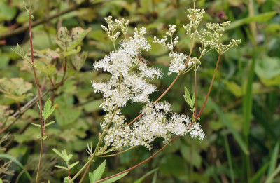 sized_Moerasspirea.JPG