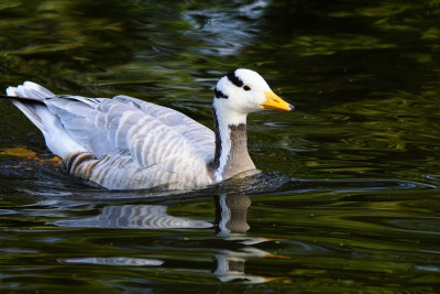 Indische gans