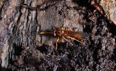 sized_Lymantrichneumon disparis.JPG