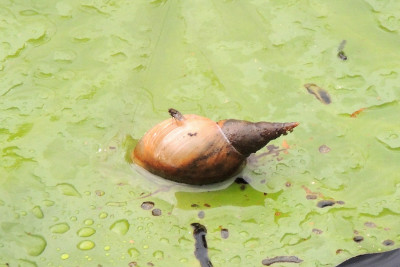 Gewone poelslak