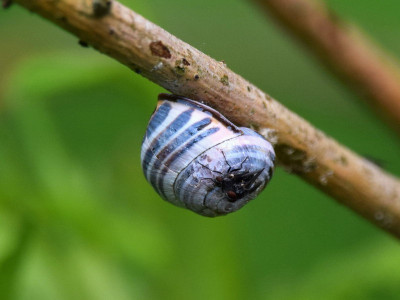 Cepaea nemoralis forma P123??