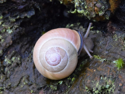 Cepaea nemoralis forma P000??